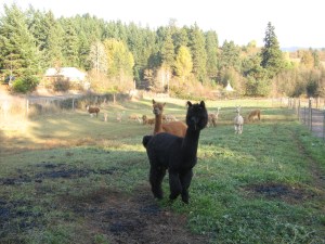 The Llama is keeping guard.