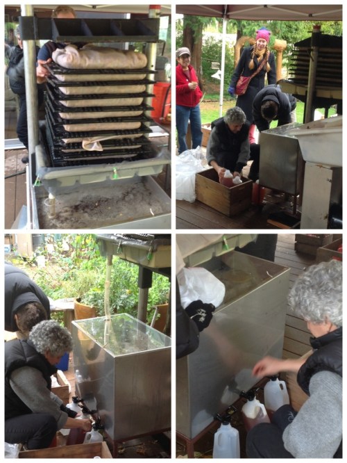 John uses a hydraulic press that he controls with a foot bar that gradually pushes the weight upward. The apple juice flows into the tank through tubes. Spigots in the base of the tank are opened for bottling. Then we are ready to taste. Swish the juice around in your mouth so that the saliva helps with digestion and don't drink too much. Otherwise you'll experience some "urgent cleansing" that may not be pleasant. 