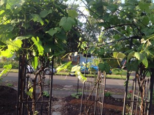 Grape vines are starting.