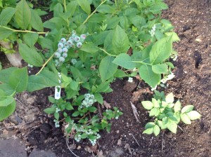 Blueberries are forming in the corner bed