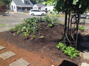 Beans growing under the grapes