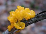 220px-Tremella_mesenterica_JPG1