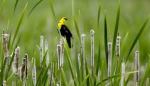 bird on cattail