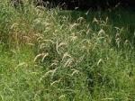 canary grass