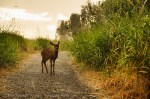 deer in path