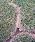 meadow_vole_in_lawn