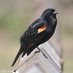 red wing blackbird